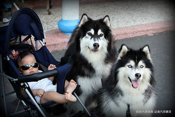 1116080_187978444713577_1140108775_o