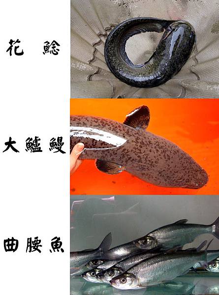 野生魚獲