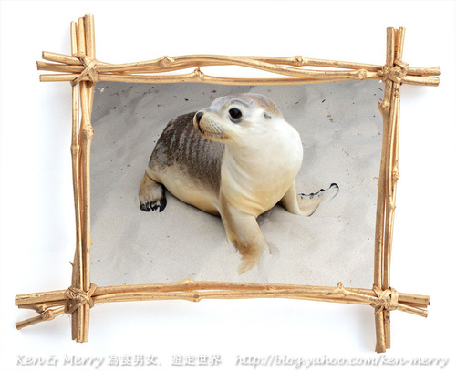 sealion_cover