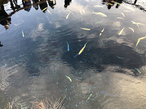 IMG_5529.JPG IMG_5529.JPG