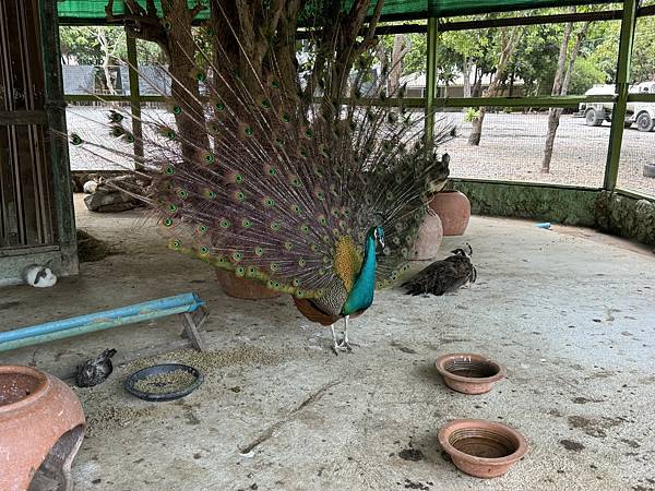 芭堤雅、曼谷 - 13.03.2025 to 17.03.2 芭堤雅、曼谷 - 13.03.2025 to 17.03.2