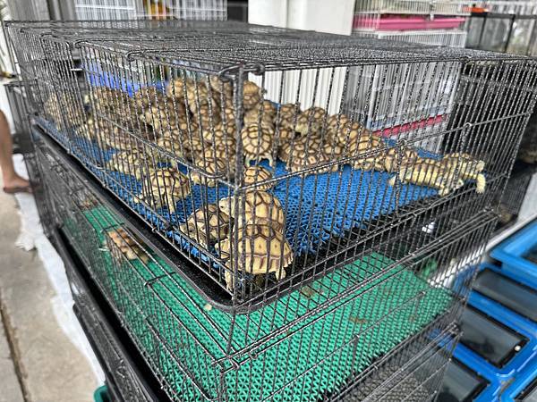 芭堤雅、曼谷 - 13.03.2025 to 17.03.2