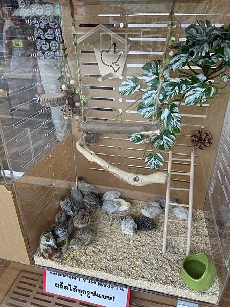 芭堤雅、曼谷 - 13.03.2025 to 17.03.2