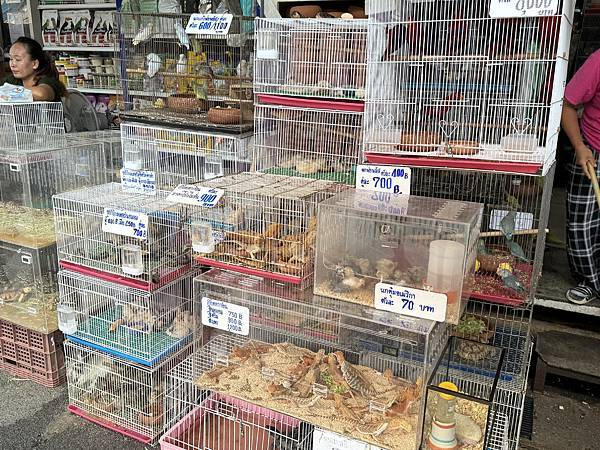 芭堤雅、曼谷 - 13.03.2025 to 17.03.2