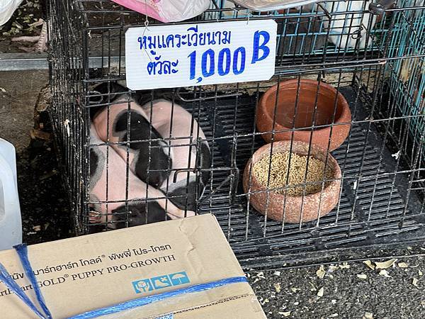 芭堤雅、曼谷 - 13.03.2025 to 17.03.2