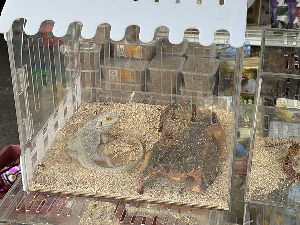 芭堤雅、曼谷 - 13.03.2025 to 17.03.2