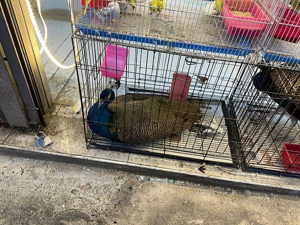 芭堤雅、曼谷 - 13.03.2025 to 17.03.2