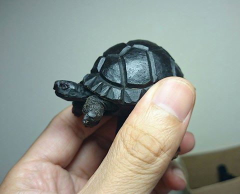 小黑龜
