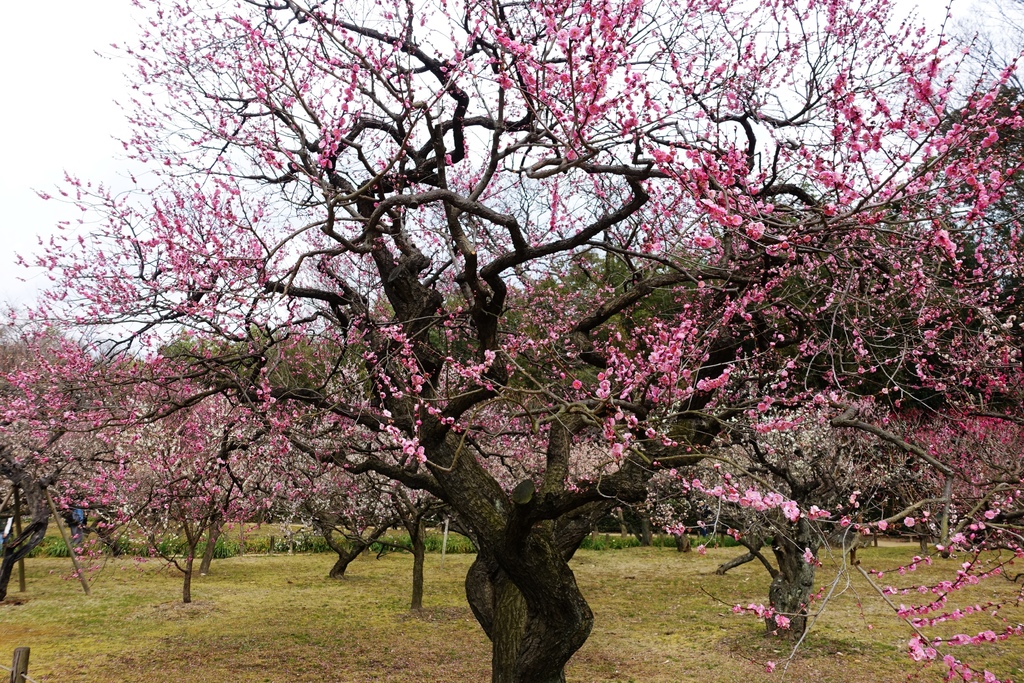 201702日本--岡山後樂園 (56).JPG