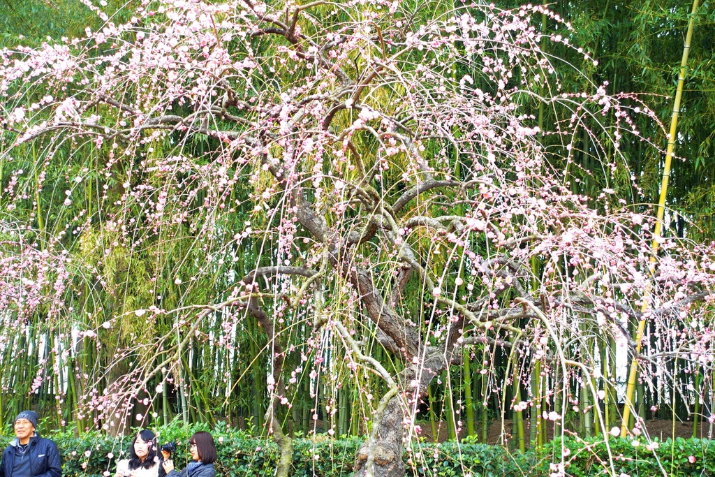 201702日本--岡山後樂園 (57).JPG