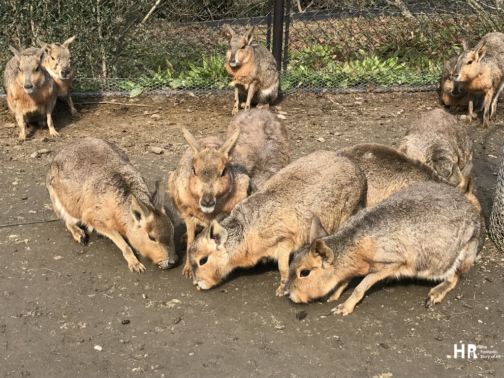 201801日本--BIO PARK (17)