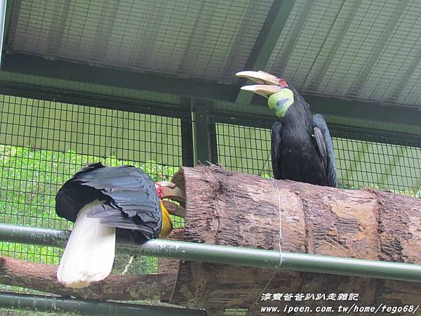 森林鳥花園58.JPG