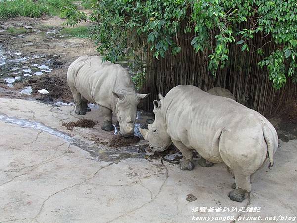 台北動物園054.JPG