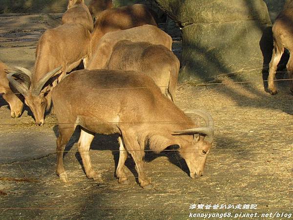 台北動物園074.JPG