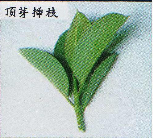 insert the leaf 1.JPG