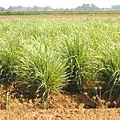 Lemon grass.jpg