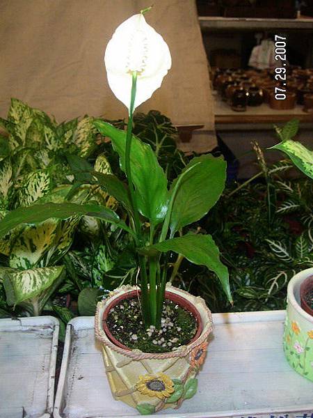 Peace lily4.jpg