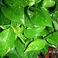 pothos3.jpg