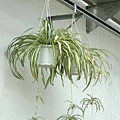 spider plant1.jpg