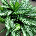 aglaonema-silver-queen.jpg