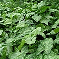 Arrowhead vine3.jpg