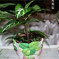 Zebra plant1.jpg