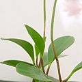 Baby rubber plant.jpg