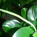 Baby rubber plant1.jpg