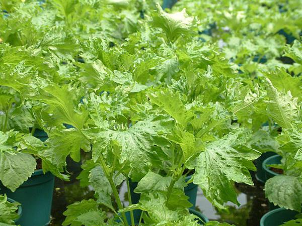 紫蘇 Kent的假日花市 香草鋪子 痞客邦 紫蘇 Kent的假日花市 香草鋪子 痞客邦