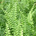 Boston fern1.jpg