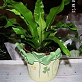 Bird's-nest fern1.jpg