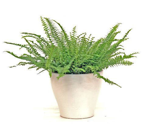 Boston fern.jpg