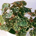 Begonia bowerae 'Tiger'2.jpg