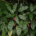 Chinese evergreen3.jpg