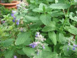 catmint.jpg