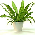 Bird's-nest fern.jpg