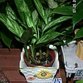 Chinese evergreen2.jpg