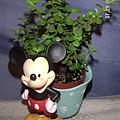 Elephant bush5.jpg