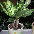 Dumb cane4.jpg