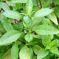 Basil.JPG