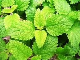 Lemon balm.jpg