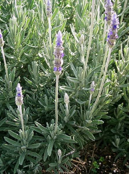 Lavandula_dentata.jpg