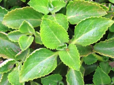 到手香 Kent的假日花市 香草鋪子 痞客邦 到手香 Kent的假日花市 香草鋪子 痞客邦