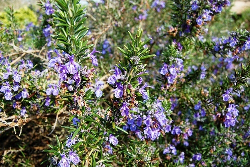 severn sea Rosemary.jpg