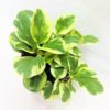 Baby-Rubber-Plant-Peperomia-obtusifolia.jpg