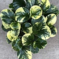 Baby-Rubber-Plant-Peperomia-obtusifolia.jpg