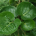 Polyscias Scutellaria also known as shield aralia.jpg