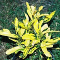 codiaeum variegatum yellow mammey croton.jpg