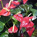 Anthurium Favorita.jpg