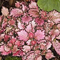 pink Veined Nerve Plant.jpg